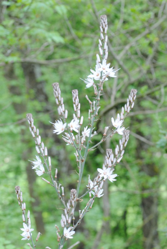 Asphodelus ramosus